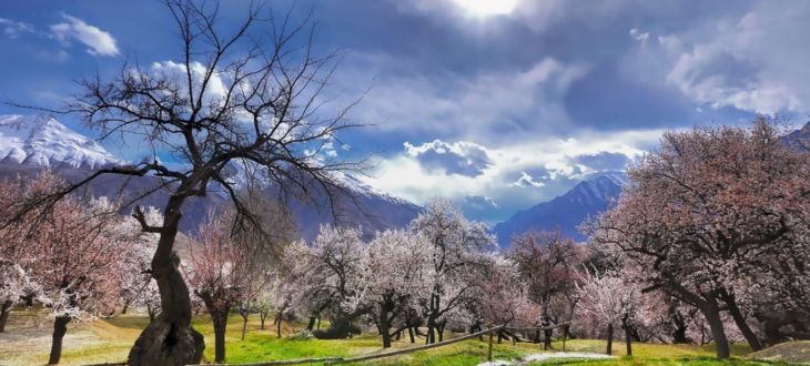 Springtime Blossom In Hunza