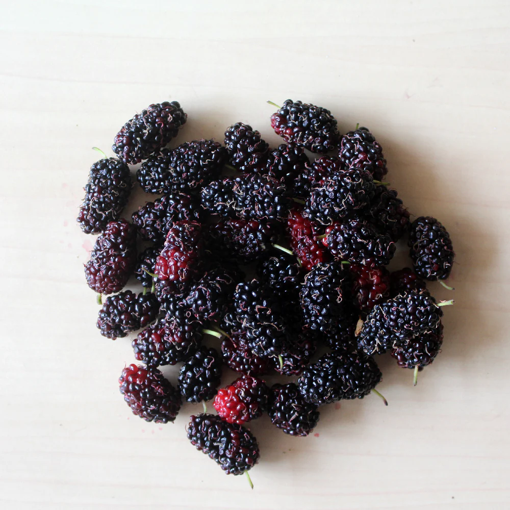 Mulberries: Sweet And Tangy Treasures 